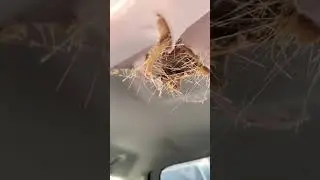Frightening Airbag Incident Before Recall!