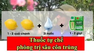 Tổng hợp cách phòng trị trĩ, nhện, sâu ăn lá bằng thuốc tự chế