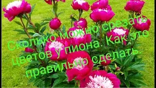 Сколько можно срезать цветов у пиона. Как это правильно сделать.