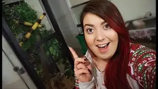 Setting Up A Crested Gecko Enclosure | Peach gets an Upgrade!