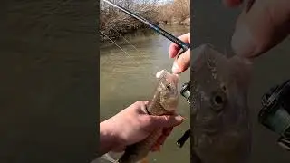 Wild river - Chub Fishing on lures
