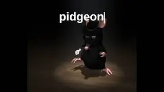 pigeon
