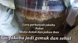 Cara Perbanyak Jakaba Pakai Media Dedak Dan Pakan Ikan satu genggam