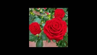 Вязаные цветы / Knitted flowers