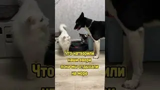 Что натворили наши звери, пока мы отдыхали на море 😼 #питомцы #собака #котики #котенок #щенок