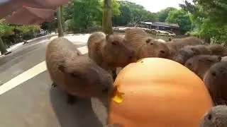 Капибары едят тыкву