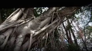 Bengaalse vijgenboom Banyan tree Ficus benghalensis