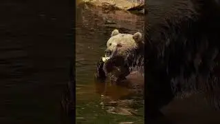 A Brown Bear In Water Eats An Apple