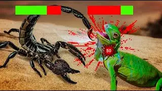 Escorpión VS Animales - Pelea Épica