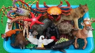 Aprendendo o nome dos animais - Brinquedos animais de plástico