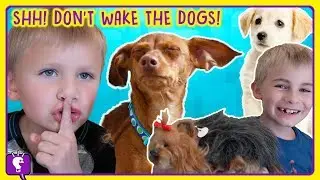SHHH... Don't Wake the Dogs! Perfect Petzzz Puppies and SURPRISE Toys with HobbyKidsTV