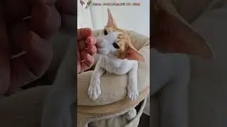 Часы работы истеричечной: 24/7🤪😸 #shorts #cat #funny #comedy