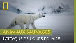 La furtivité et la puissance de l'ours polaire en chasse