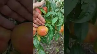 Свит Леди и Айс Пич на одном дереве