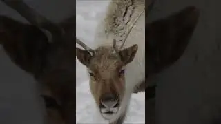 Lapland Winter Wonderland  