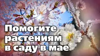 Майские работы в саду.  Рекомендации агронома