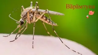 Чӗрчунсен тӗнчи: Вӑрӑмтунасем ҫинчен