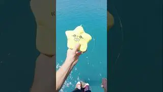 Give The Shark A Starfish ⭐️