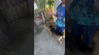 Выпустить собаку во двор , подружить с другими собаками .