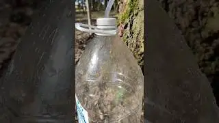 Качаем берёзовый сок...