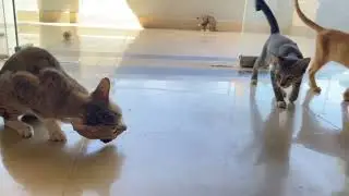 Daddy Cat Doesn’t Want to Share Food