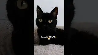 I have them all...😤 #funnyvideos #funnycats #cat #memes #shorts #blackcats #relatable
