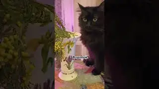 Водопой