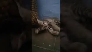 Cat Fighting | Fun | Fun with Cat | Angry Cat | Cat Sounds
