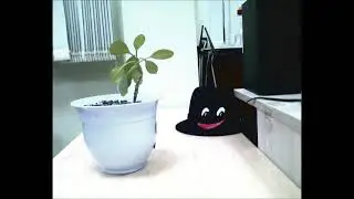 Шляпа