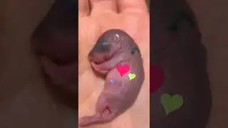 What Kind of Animal Is This Tiny Pink Baby? | Dodo Kids
