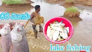 ಕೆರೆ ಮೀನು ಹಿಡಿಯುವ ಬನ್ನಿ lake fishing |rural life ..