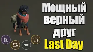 Testing the Strongest Dog! / Last Day