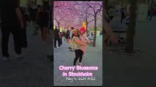 Cherry Blossoms Stockholm 2024 #cherryblossoms #stockholm #kungsträdgården #körsbärsträd #ost