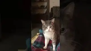 Вася пришел