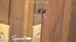 Spider Catching Fly TIME LAPSE (HD)