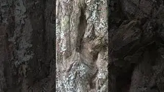 Дикая собака динго и щенок выглядывает из пещеры.