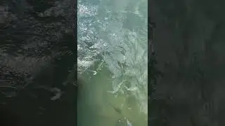 Massive jacks feeding under marina #shorts #edit #jackcrevalle #neverendthesend