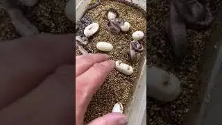 baby snake very beautiful
