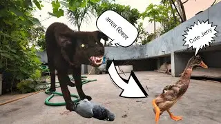 Baby Duck कब्र से जिंदा हुआ but Caught Mysteries अदृश्यजीव  Jeev | #petsvlog