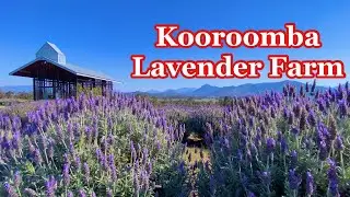 VLOG: Kooroomba Vineyards and Lavender Farm in Australia