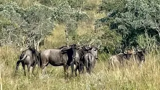 Wild Animals of Africa shorts compilation 2024 | part 3 | wildebeest, zebra, impala…