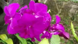 Ботанический сад в Куала-Лумпуре