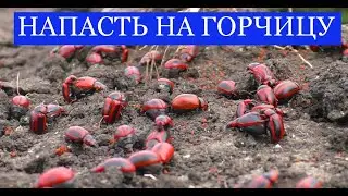 Листоед рапсовый  поедает горчицу .