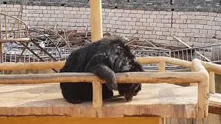 China - Great Wall Bear