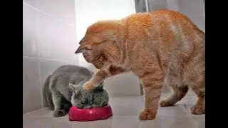 ESSAYEZ DE NE PAS RIRE SPECIAL CHATS