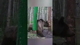 Установил новую чесалку для медведя. 