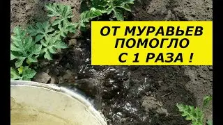 GOT RID OF ANTS IN 1 TIME! I'M IN SHOCK! SUPER METHOD