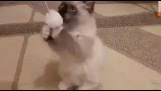 Грэйси
