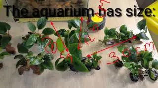 Greenhouses for growing aquarium plants. Anubias.