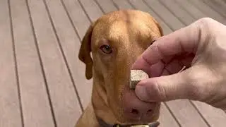 Homer's Training Update
